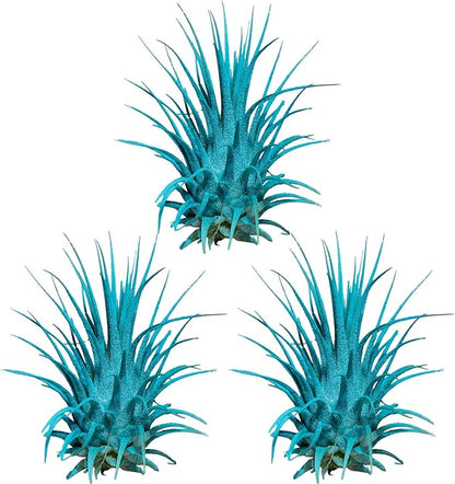 Air Plants 3 Pack - Tillandsia Ionantha - 3 Hole Planter - Organically Enhanced Color - Live Arrival Guaranteed - House Plants for Home Decor & Gift (3Pk + Black Planter) (3Pk Turquoise + Tan 3 Hole)