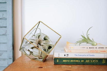 Air Plant Shop 5 Pack Tillandsia Curly Slim (T. Intermedia x T. Streptophylla) Air Plant - Succulents - Live Tillandsia - Easy Care Indoor and Outdoor House Plants