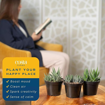 Costa Farms Haworthia Succulents Fully Rooted Live Indoor Plant 6-Inches Tall, in Grower Pot, 3-Pack