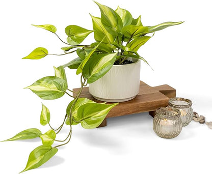 Kurrajong Farmhouse Light Green Fake pothos Plant | Fake Plant for Shelf Decor | Artificial Trailing Ivy Plant with 5" Wide x 3.5" high Ceramic Pot | Faux pothos | Feaux Pothos