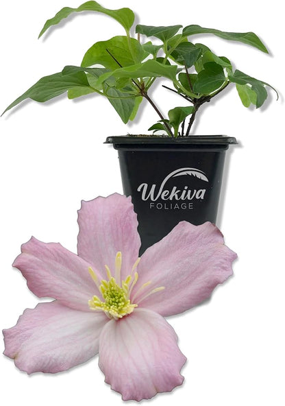 Clematis Montana Elizabeth - Live Starter Plant in a 2 Inch Growers Pot - Starter Plants Ready for The Garden - Rare Clematis for Collectors
