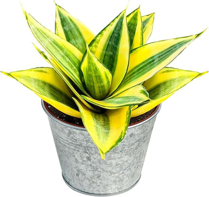 Live Plants Snake Plant in 4" Matte Metal Pot, Easy to Grow Houseplant, Indoor Bonsai, Home Office Decor, Birthday Housewarming Gift