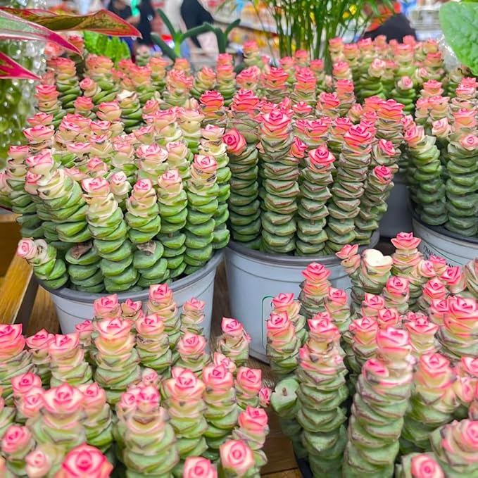 String of Buttons Live Plants, Easy Indoor Trailing Succulent in 4" Pot, Hanging Succulent Houseplant Indoor Outdoor Planting