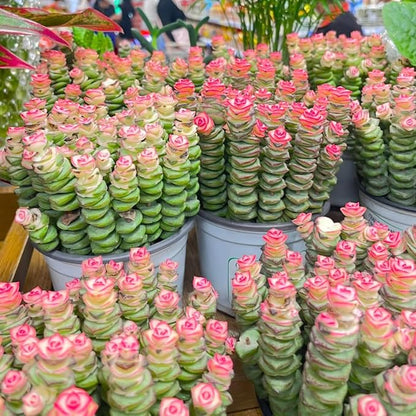 String of Buttons Live Plants, Easy Indoor Trailing Succulent in 4" Pot, Hanging Succulent Houseplant Indoor Outdoor Planting