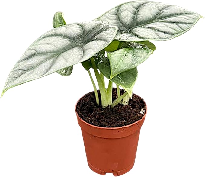 Alocasia Silver Dragon | Live Plant in a 4 or 6 Inch Growers Pot, Live Indoor, and Low Maintenance Houseplant bu Coollectiveplants (2" Pot)