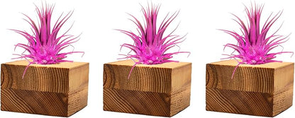 Air Plants - Tillandsia Ionantha - Organically Enhanced Color - Live Arrival Guaranteed - House Plants for Home Decor & Gift (3pk Rose Pink Tan Singles)