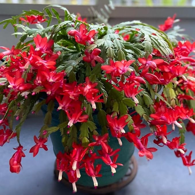 Christmas Cactus Live Plant 4 inch Pot, Christmas Flower Plant, Flower Succulents Plants, Holiday Christmas Cactus for Planting (Red Christmas Cactus)