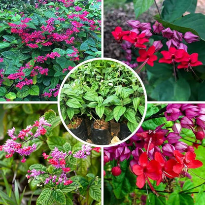 Bleeding Heart Plant Live, 4 to 8 Inch Tall, Clerodendrum Bleeding Heart Houseplant Well Rooted, Fragrant Bleeding Heart Vine (Red Purple Bleeding Heart)