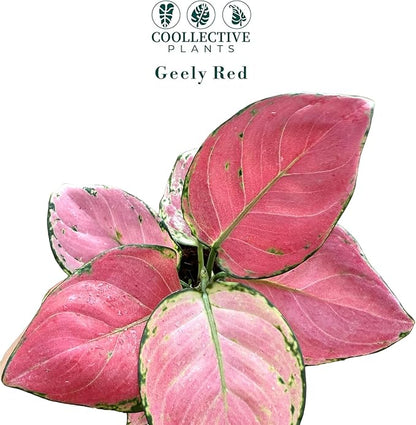 CoollectivePlants Aglaonema Geely Red – Live Plant in 4″ Grower’s Pot, Deep Red Variegated Chinese Evergreen, Easy Low Light Indoor Houseplant - Includes UniHeat Pack for Winter Protection