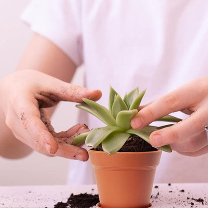 4 inch Plant Pots 16 Pack, Small Plant Pots with Drainage Holes and Tray, Thickened Indoor Planters Seedlings Pots for Flowers, African Violet, Succulent and All House Plants, Terracotta