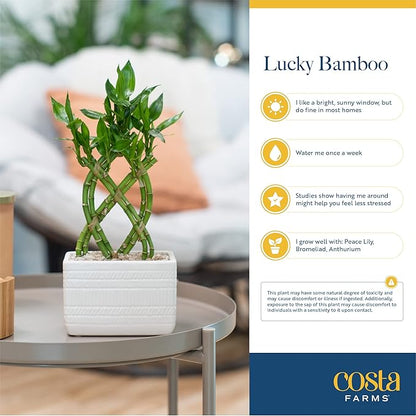 Costa Farms Lucky Bamboo Spiral Stalks (Pack of 10)
