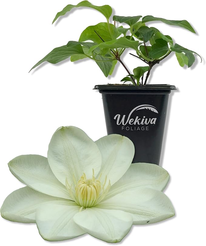Clematis Guernsey Cream - Live Starter Plant in a 2 Inch Growers Pot - Starter Plants Ready for The Garden - Rare Clematis for Collectors