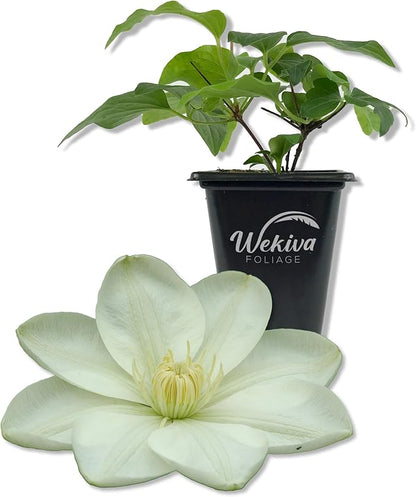 Clematis Guernsey Cream - Live Starter Plant in a 2 Inch Growers Pot - Starter Plants Ready for The Garden - Rare Clematis for Collectors