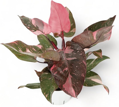 Philodendron Plant Package - 3 Live Philodendron Plants Bundle - Pink Princess, White Princess, and Birken Varieties - Rare Plants Live Houseplants