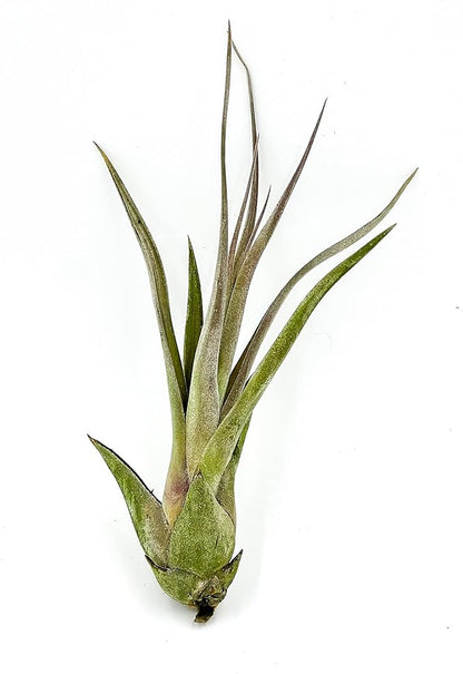 ragnaroc Live Air Plant – Tillandsia Capiput, Jumbo 6-9” - 3 ct - Live Arrival Guaranteed - House Plants for Home Decor & Gift