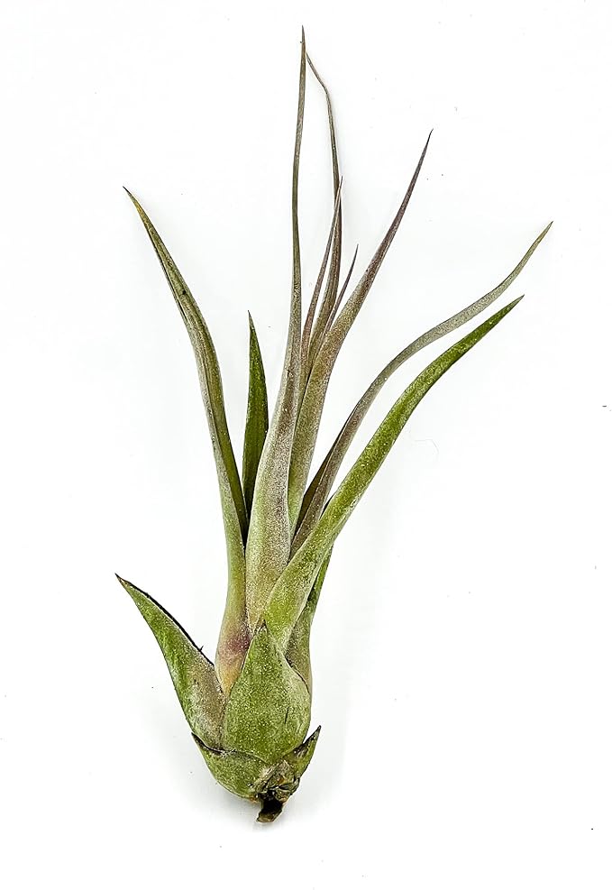 ragnaroc Live Air Plant – Tillandsia Capiput, Jumbo 6-9” - 1ct - Live Arrival Guaranteed - House Plants for Home Decor & Gift