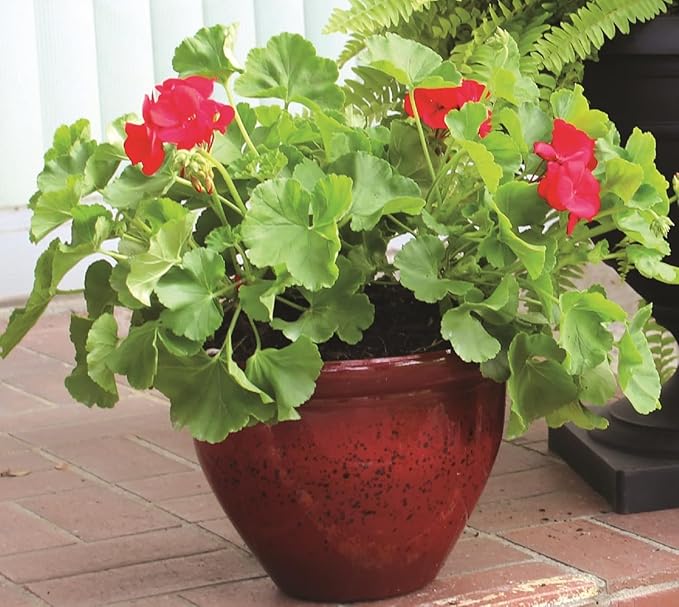 The HC Companies 12 Inch Pizzazz Round Planter Pots with Ceramic Look, Lightweight UV-Resistant Plastic Outdoor Planters, 2-Pack Flower Pots for Garden & Home Decor, Warm Red