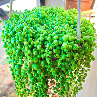 Trailing String of Pearls Plant Live in 2'' Pot, String of Pearls Plants, Live Trailing Succulent Plants, Indoor Houseplant, Hanging Succulent Live Plant