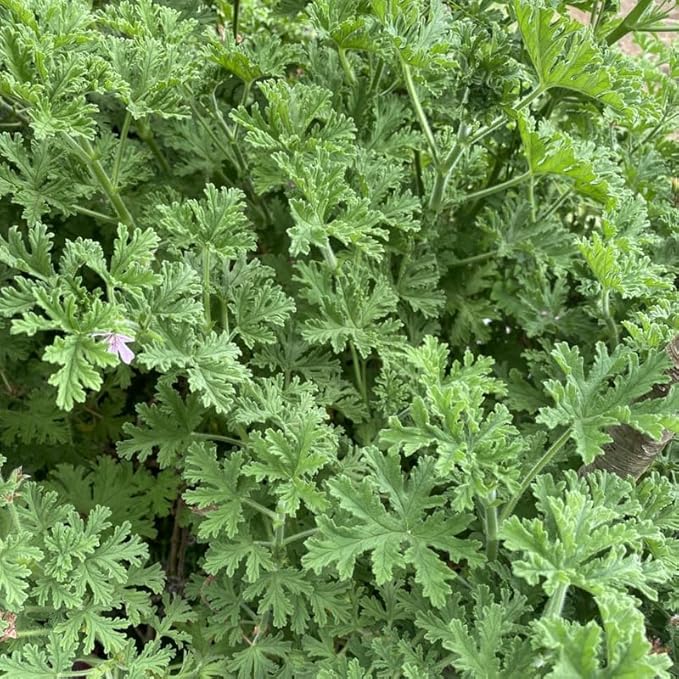 2 Pots Citronella Plants, Live Citronella Plants for Outdoors Indoors Garden, Perennial Fragrant Herb Leaves Plant