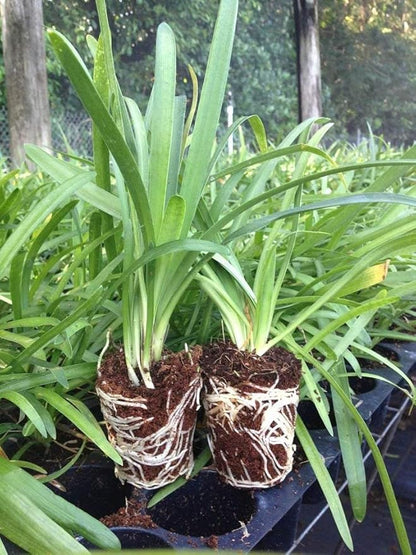 Agapanthus Africanus 'Lily of The Nile' - 30 Live Plants - 2" Pot Size - Blooming Groundcover