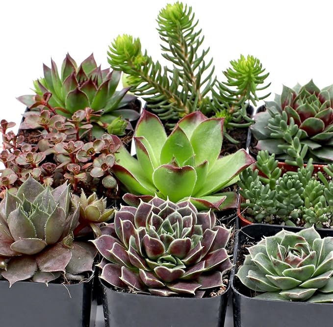 Mountain Crest Gardens Hardy Succulent Variety Pack - 12 Frost-Tolerant Live Plants, Rooted in 2 Inch Pots - Real Outdoor Succulents for Rock Gardens, Landscaping, DIY Arrangements