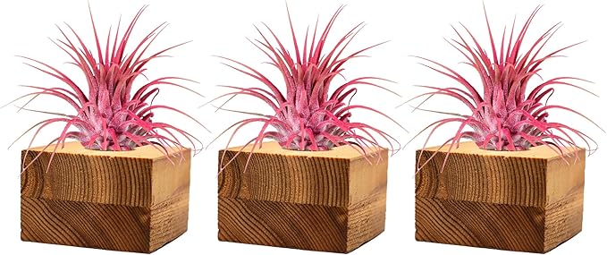 Air Plants - Tillandsia Ionantha - Organically Enhanced Color - Live Arrival Guaranteed - House Plants for Home Decor & Gift (3pk Coral Glow Tan Singles)