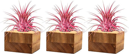 Air Plants - Tillandsia Ionantha - Organically Enhanced Color - Live Arrival Guaranteed - House Plants for Home Decor & Gift (3pk Coral Glow Tan Singles)