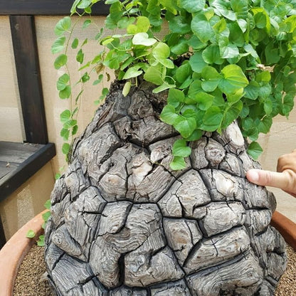 Starter Elephant's Foot Caudex Exotic Plant Live, Rare Houseplants in 3" Pot, Perennial Vine Live Plants Indoor Outdoor Ornamental and Planting