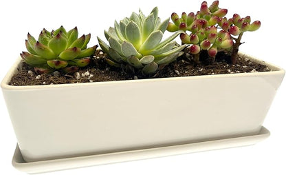 Kipokalor Rectangular White Ceramic Succulent Planter Pot,one Set of 10.19x4.64x3.22inch Modern Minimalist with Ceramic Saucer for Office,Desk,Window.