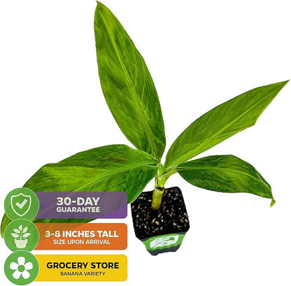 Gran Nain Banana Tree (Grand Nain) Live Plant - Musa acuminata - Wellspring Gardens - Easy to Grow Starter Plants Great for Nature Lovers & Gardeners - Outdoor Planting in Home, Garden, Patio & Yard