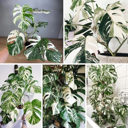 Philodendron Plant Live, Rare Tropical Variegated Live Indoor Houseplant, Starter Plants No Pot, 5-9" in Tall (Monstera Thai Constellation)