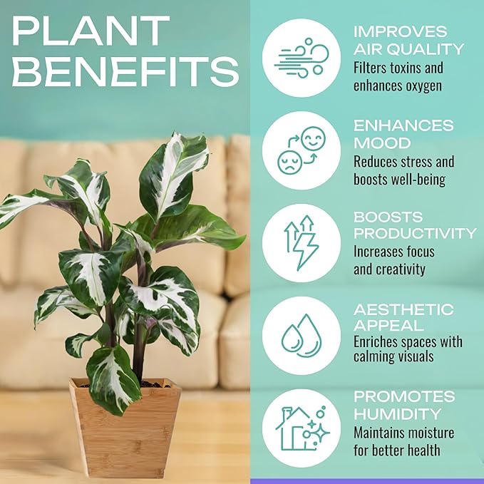 CoollectivePlants Calathea Plant Live Collection – Set of 4 Live Calathea Plant Varieties in Grower's Pot, Live Indoor House Plants, House Plants Indoors Live