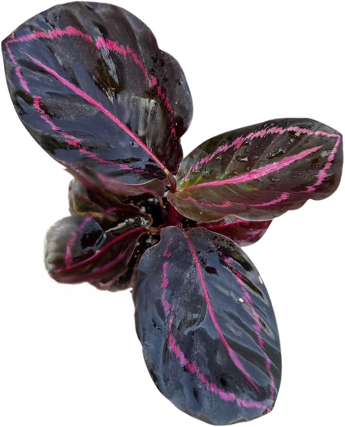 PLANTVERS Live Calathea Plant in 2" Grow Pot – Easy Care & Low Maintenance Tropical Houseplant – Air Purifying Indoor Plant for Low Light & Home Décor (Calathea Roseopicta ‘Dottie’)