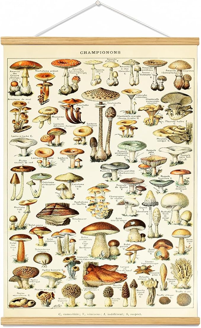 Vintage Flowers Poster Hanger Frame, Plant Floral Reference Chart Wall Decor Cottagecore Room Decor Aesthetic, Retro Style Wall Decor Art Painting Prints. (mushroom A, 29L x 20W)