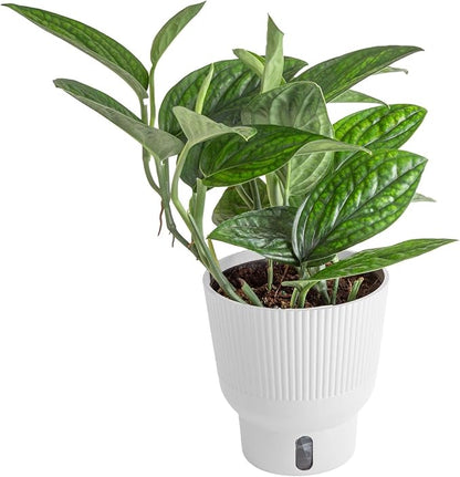 Costa Farms Green Galaxy Monstera Live Plant in Self Watering Pot, Easy to Maintain Indoor Houseplant, Perfect for Home, Room, or Office Decor, Great House Warming or Birthday Gift, 12-14 Inches Tall