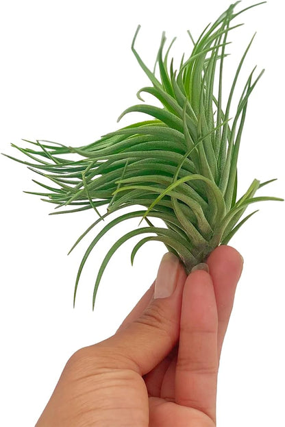 ragnaroc Air Plants - Flowering Tillandsia Pink Paske Large 5" - 5ct - Live Arrival Guaranteed - House Plants for Home Decor & Gift