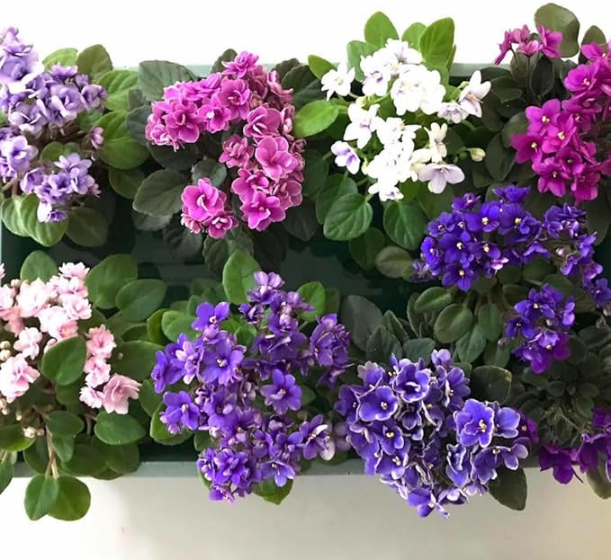 African Violets Live Plants, African Violet Plant Live House Plants, 4 Inc Potted, 4 to 6 Inc Long (Blue)