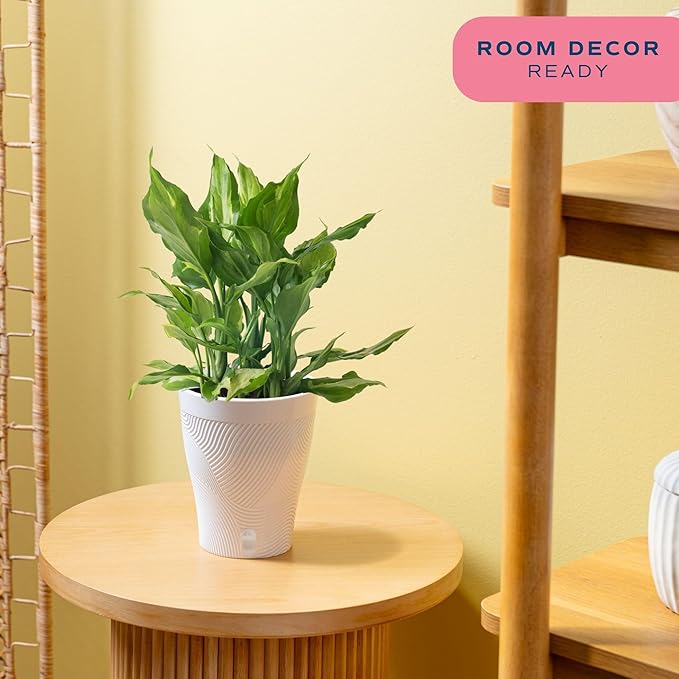 Costa Farms Aglaonema Spathonema, Rare Unique Live Indoor Plant in 6-Inch Self-Watering Houseplant Pot, Potting Soil, Trending Tropicals Collection, Room and Home Decor