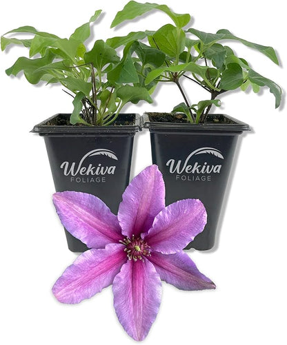 Clematis Tumaini - 2 Live Starter Plants in 2 Inch Growers Pots - Starter Plants Ready for The Garden - Rare Clematis for Collectors