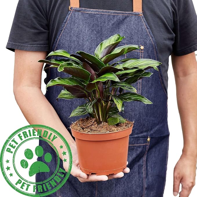 Calathea Beauty Star Live Plant for Indoor | Different Houseplants in 4'' & 6'' Pot | Real House Plant for Living Room, Office, Desk & Bathroom | Peacock Plant | Zebra Plant