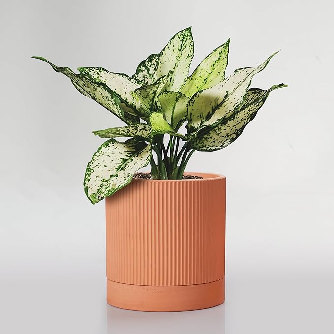 Modern Terracotta Pots, 6 Inch Ribbed Textured Clay Planter Pots with Drainage Hole & Saucer, Garden Pots for Indoor/Ourdoor Plants, Succulent Cactus & Herb