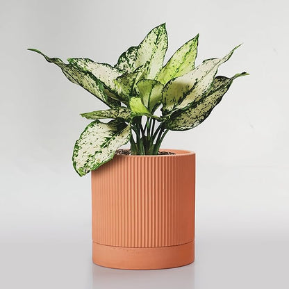 Modern Terracotta Pots, 6 Inch Ribbed Textured Clay Planter Pots with Drainage Hole & Saucer, Garden Pots for Indoor/Ourdoor Plants, Succulent Cactus & Herb
