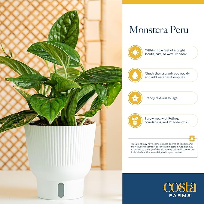 Costa Farms Green Galaxy Monstera Live Plant in Self Watering Pot, Easy to Maintain Indoor Houseplant, Perfect for Home, Room, or Office Decor, Great House Warming or Birthday Gift, 12-14 Inches Tall