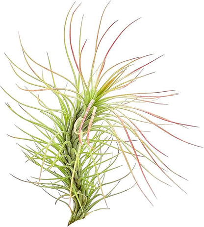 ragnaroc Air Plants - Tillandsia Funckiana, Large 5" - 5ct - Live Arrival Guaranteed - House Plants for Home Decor & Gift