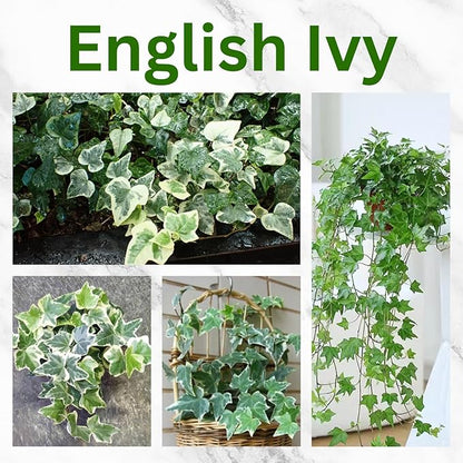 Trailing English Ivy Live Plant, Hardy Green Ivy Plants in 4" Pot, Climbing Plants Outdoor Garden, Easy Care House Plant