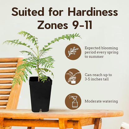 Mini Jacaranda Tree, 3-4 Inch Tall Bonsai Tree in 2-Inch Pot, Trees Live Plants Outdoor Hardiness Zones 9-11, Bonsai Live with Purple Flowers