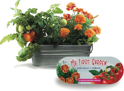 Buzzy Seeds My First Garden Windowsill Grow Kit, Tomato and Marigold Seeds, Indoor Gardening Starter Set for Beginners, Fun DIY Planting Project Gift, New Home Present