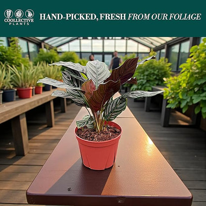 Calathea Ornata, Live Plant in a 4 Inch Growers Pot, Live Indoor, Easy to Grow, Easy to Care, and Low Maintenance Houseplant (6" pots Wide)