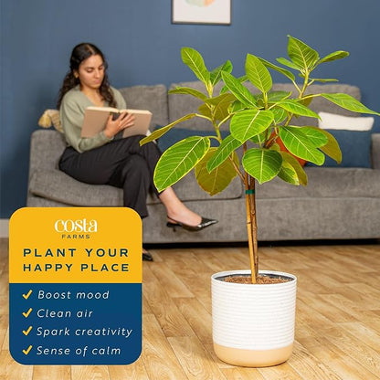 Costa Farms Ficus Audrey Tree Live Plants in Decorative Pot, Large Indoor Houseplant, Perfect for Home, Room, or Office Decor, Great House Warming or Birthday Gift, 3-4 Feet Tall, Pack of 2