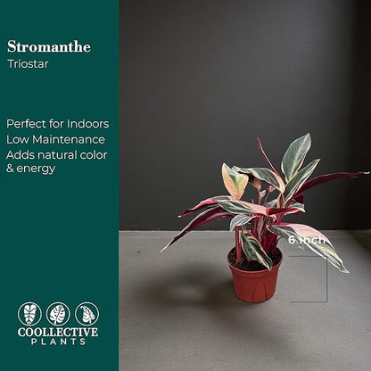 CoollectivePlants Stromanthe Triostar - Live Plant in 6″ Grower’s Pot, Stromanthe Triostar Live Plant, Easy Indoor House Plants, Low Maintenance Houseplant (6″ Wide Pot)